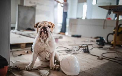 How to Keep Your Pets Safe During Your Remodel