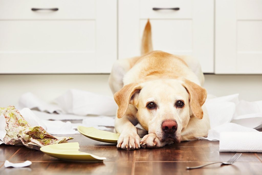 Dog Safety Remodeling