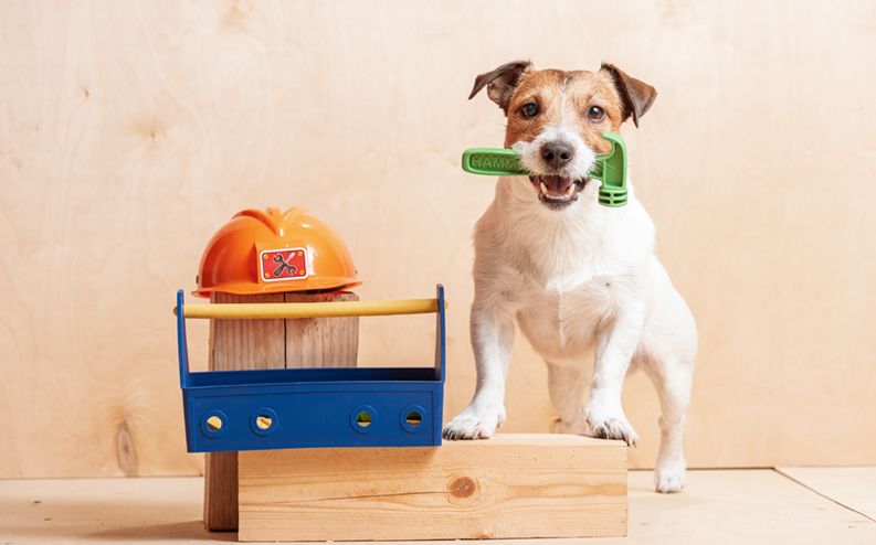 Dog Safety Kitchen Remodel